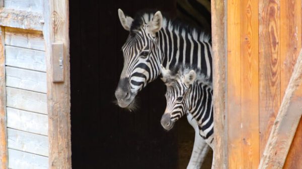 Foto: Zebrafohlen Kibeti mit Mutter Kimesh