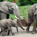 Foto: Die Elefantenfamilie wächst: Bulle Kibo hat Chupa erneut erfolgreich gedeckt. Im Sommer 2024 bekommt Elefantenkalb Ayoka ein Geschwisterchen. Foto: © Maik Märtin