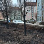 Auf einer Gehölzfläche in der Rudolstädter Straße/Jenaer Straße brannte es in der Silvesternacht. Foto: © Stadtverwaltung Erfurt