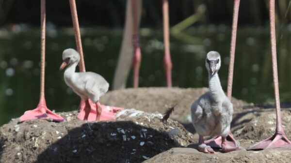 Die ersten 40 Tage ihres Lebens sind die Flamingo-Küken grau und haben einen kurzen, geraden Schnabel und kurze Beine. Foto: © Thüringer Zoopark Erfurt