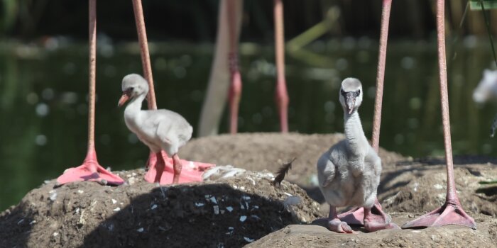 Die ersten 40 Tage ihres Lebens sind die Flamingo-Küken grau und haben einen kurzen, geraden Schnabel und kurze Beine. Foto: © Thüringer Zoopark Erfurt