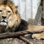 Löwenkater Aslam darf sich an seinem Geburtstag auf ein besonderes Geschenk freuen. Foto: © Thüringer Zoopark Erfurt