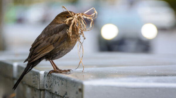 Foto: Vogel in der Stadt Foto: © Martin Nowak