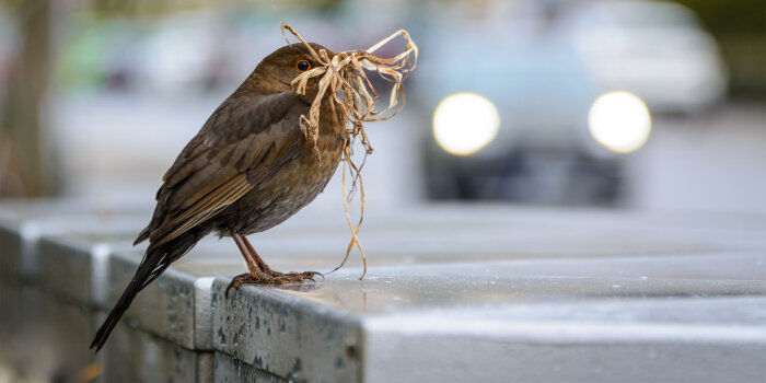 Foto: Vogel in der Stadt Foto: © Martin Nowak